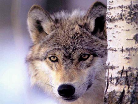 loup
