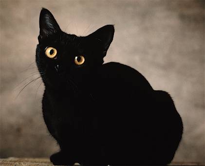 chat noire