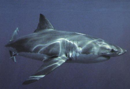 requin blanc